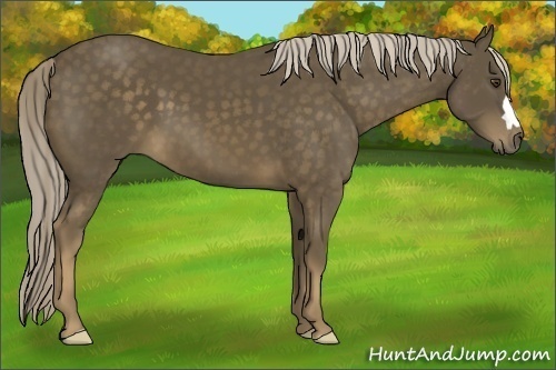 Horse Color:Chocolate Palomino 
