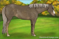 Horse Color:Chocolate Palomino
