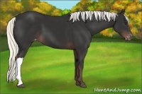 Horse Color:Liver Chestnut Appaloosa 