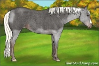 Horse Color:Liver Red Roan Appaloosa
