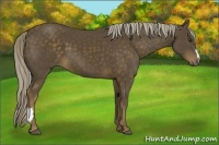 Horse Color:Chocolate Palomino 