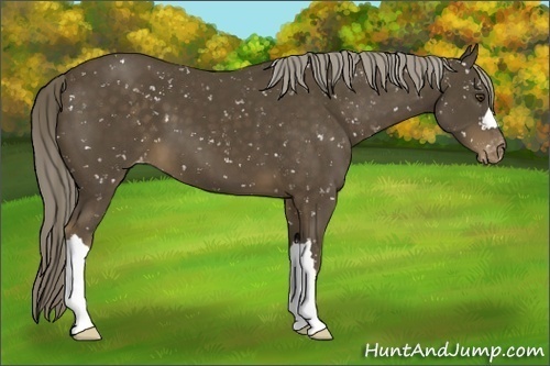 Horse Color:Chocolate Palomino Appaloosa 