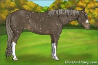 Horse Color:Chocolate Palomino Appaloosa 