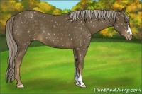 Horse Color:Chocolate Palomino Appaloosa 