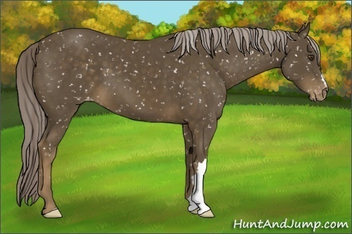 Horse Color:Chocolate Palomino Appaloosa 