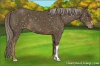 Horse Color:Chocolate Palomino Appaloosa 