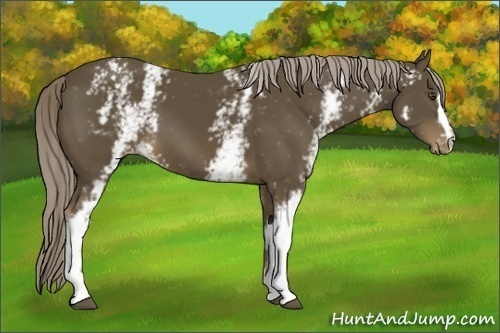Horse Color:White Spotted Chocolate Palomino Appaloosa 