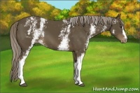 Horse Color:White Spotted Chocolate Palomino Appaloosa 