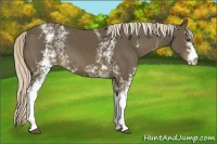 Horse Color:White Spotted Chocolate Palomino Appaloosa 