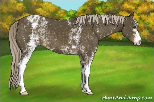 Horse Color:White Spotted Chocolate Palomino Appaloosa 