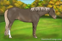 Horse Color:Chocolate Palomino Appaloosa
