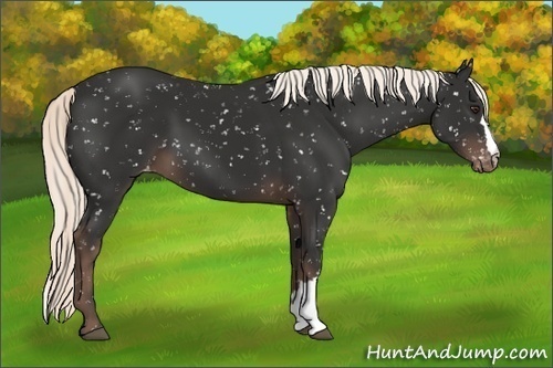 Horse Color:Liver Chestnut Appaloosa 