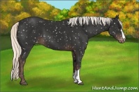 Horse Color:Liver Chestnut Appaloosa 