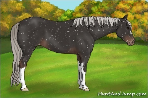 Horse Color:Liver Chestnut Appaloosa 