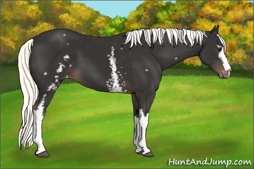 Horse Color:White Spotted Liver Chestnut Appaloosa 