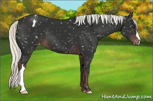 Horse Color:Liver Chestnut Appaloosa 