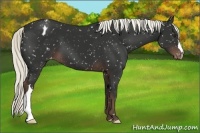 Horse Color:Liver Chestnut Appaloosa 