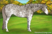 Horse Color:White Spotted Chocolate Palomino Appaloosa 