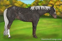 Horse Color:Liver Chestnut Appaloosa