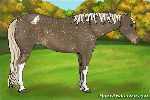 Horse Color:Chocolate Palomino Appaloosa 