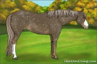 Horse Color:Chocolate Palomino Appaloosa 
