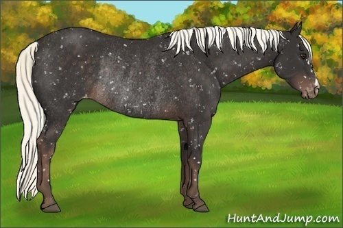 Horse Color:Liver Chestnut Appaloosa Rabicano 