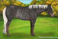 Horse Color:Liver Chestnut Appaloosa Rabicano 