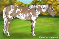 Horse Color:White Spotted Chestnut 