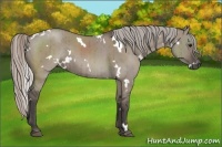 Horse Color:White Spotted Silver Grullo Brindle 