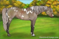 Horse Color:White Spotted Silver Grullo Sabino Rabicano Brindle