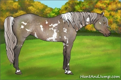 Horse Color:White Spotted Silver Grullo Rabicano Brindle