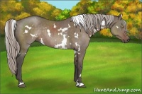 Horse Color:White Spotted Silver Grullo Rabicano Brindle 
