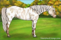 Horse Color:White Spotted Silver Grullo Pearl Sabino Appaloosa Rabicano Brindle 