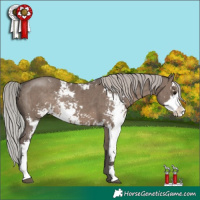Horse Color:Silver Grullo Sabino Rabicano Brindle 