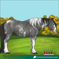 Horse Color:Liver Chestnut Sabino Tobiano