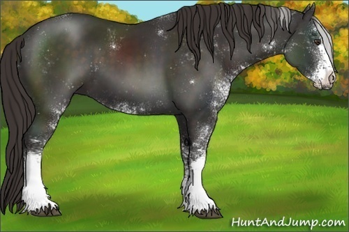 Horse Color:Liver Chestnut Sabino 