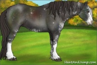 Horse Color:Liver Chestnut Sabino 