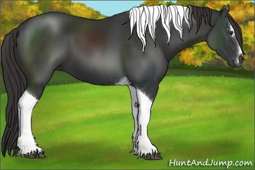 Horse Color:Liver Chestnut Sabino Tobiano 