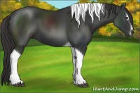 Horse Color:Liver Chestnut Sabino Tobiano 