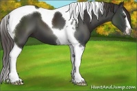 Horse Color:Liver Chestnut Sabino Tobiano