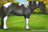 Horse Color:Liver Chestnut Tobiano