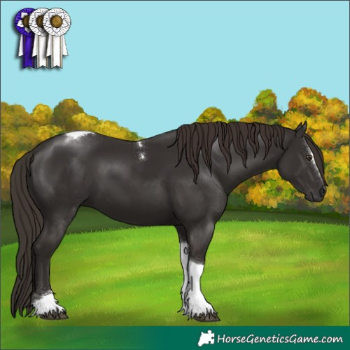 Horse Color:Liver Chestnut Sabino Tobiano 