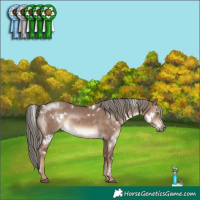 Horse Color:White Spotted Liver Red Dun Mushroom Rabicano Brindle 