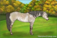 Horse Color:White Spotted Liver Red Dun Rabicano Brindle
