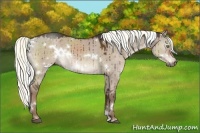 Horse Color:White Spotted Liver Red Dun Rabicano 