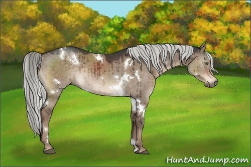 Horse Color:White Spotted Liver Red Dun Rabicano 