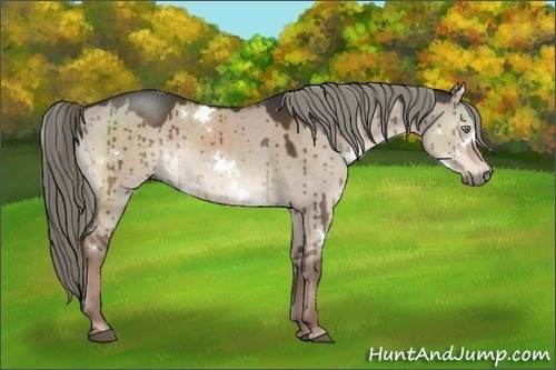 Horse Color:White Spotted Liver Red Dun Rabicano 