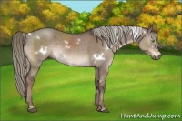 Horse Color:White Spotted Liver Red Dun Rabicano Brindle