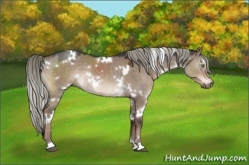 Horse Color:White Spotted Liver Red Dun Rabicano 