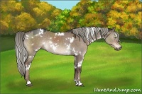 Horse Color:White Spotted Liver Red Dun Rabicano 